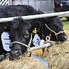 North Somerset Show 2016